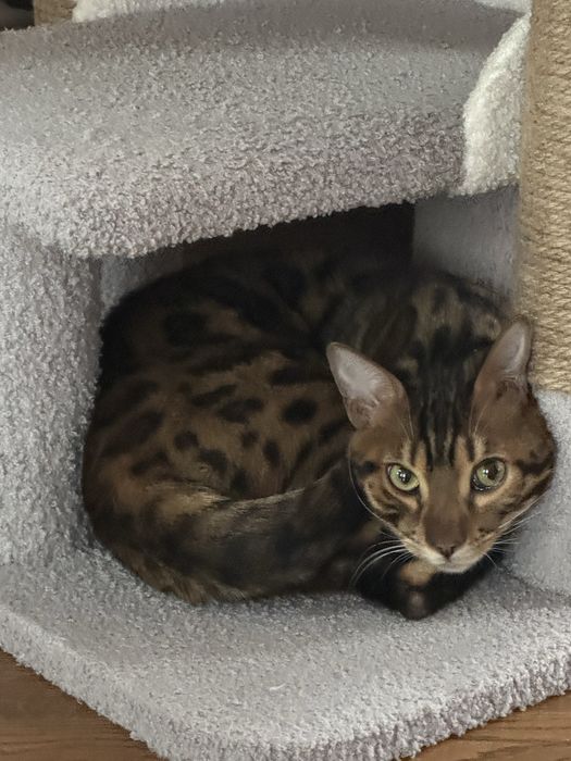 Продам котика бенгал