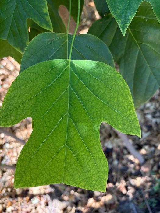 Arborele lalea - Liriodendron tulipifera