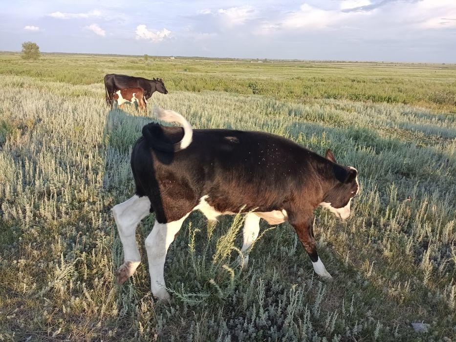 Бычки 5-6 месяцев