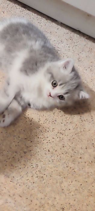 Продается котенок девочка скотиш-страйт.