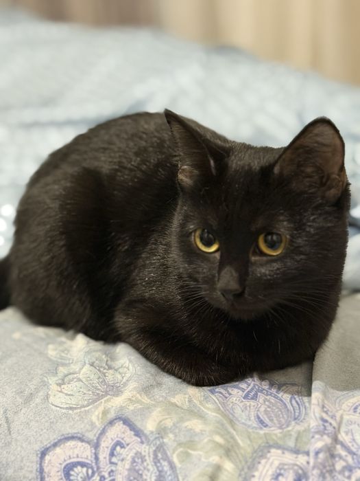 Отдам кошечку ,8 м