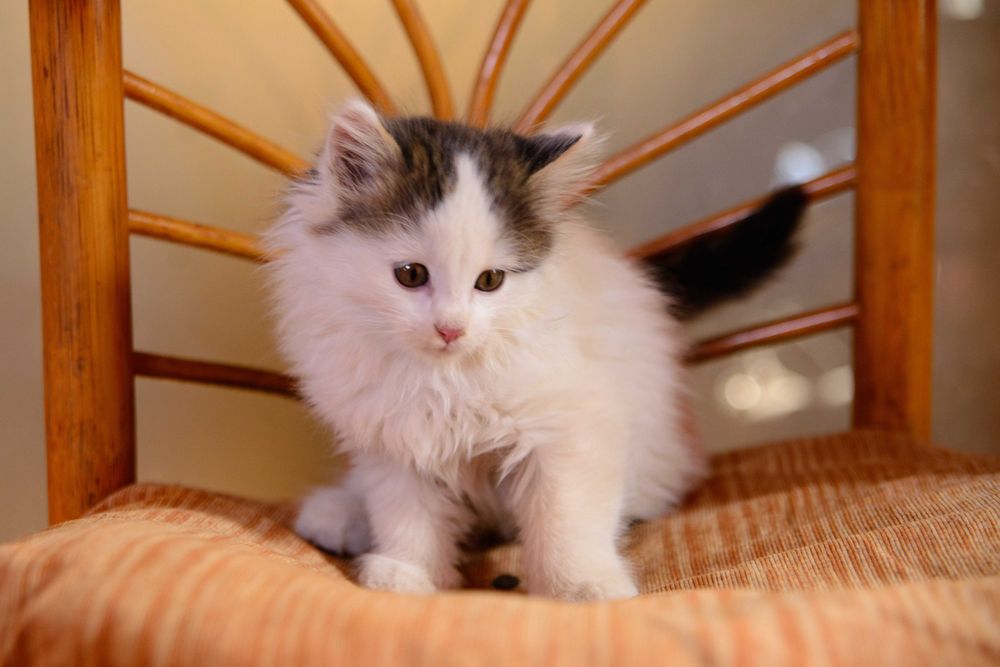 Котенок  девочка