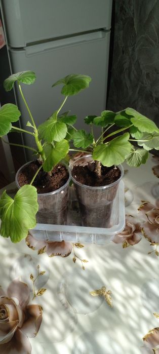 Продам цветы герань .отростки в стаканчиках..