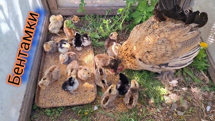 Цыплята Бентамаки