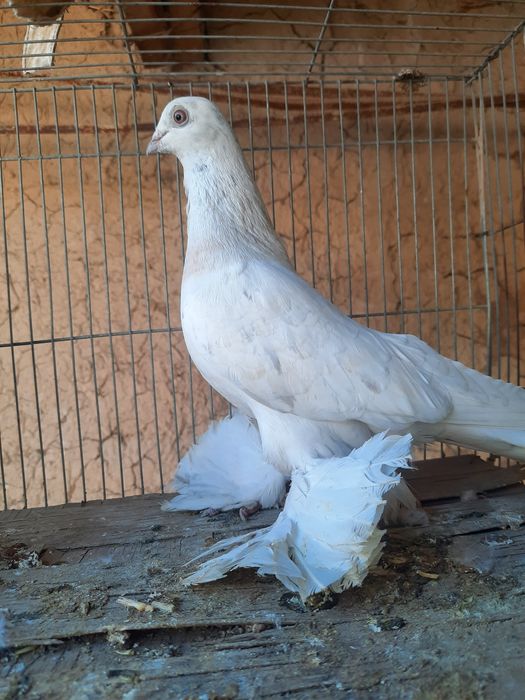 Голуби продаётся игра