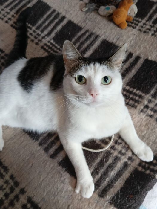 Отдам в добрые руки