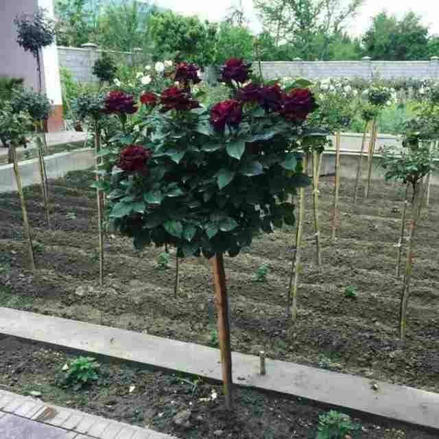 Атиргул хар хил ранлари бор