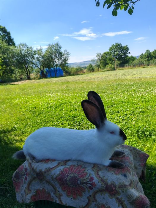 Uriaș de Transilvania