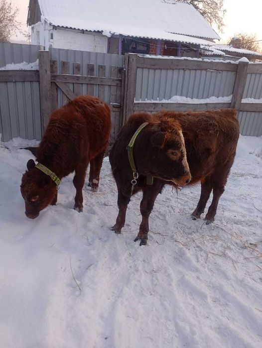 Продам двух бычков