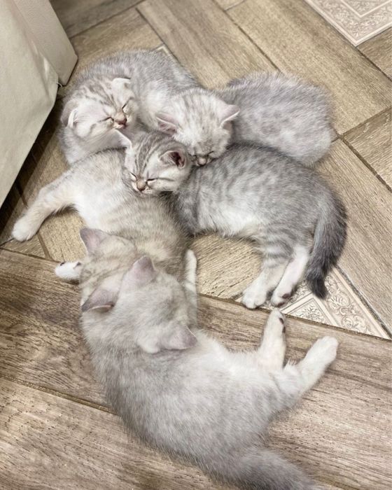 Продам пародистый котят