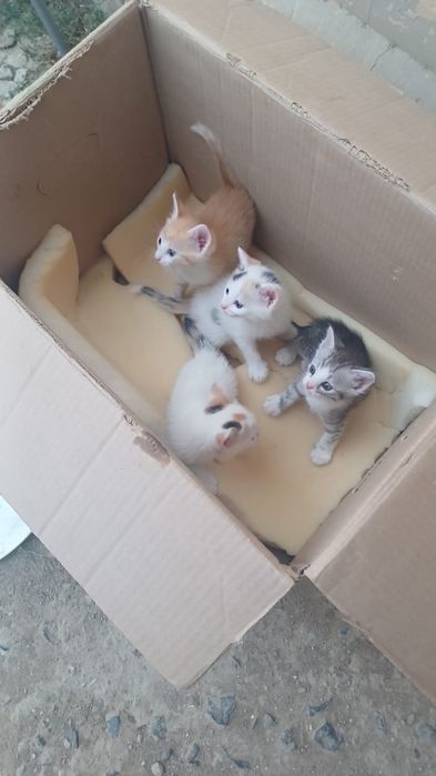 Котята в добрые руки