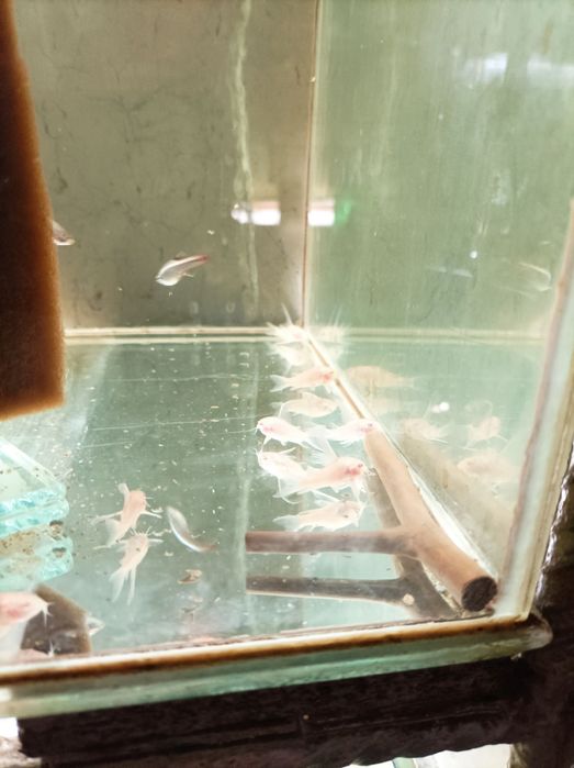 Аквариумни рибки-Анцитруси,Гупи,Молинези