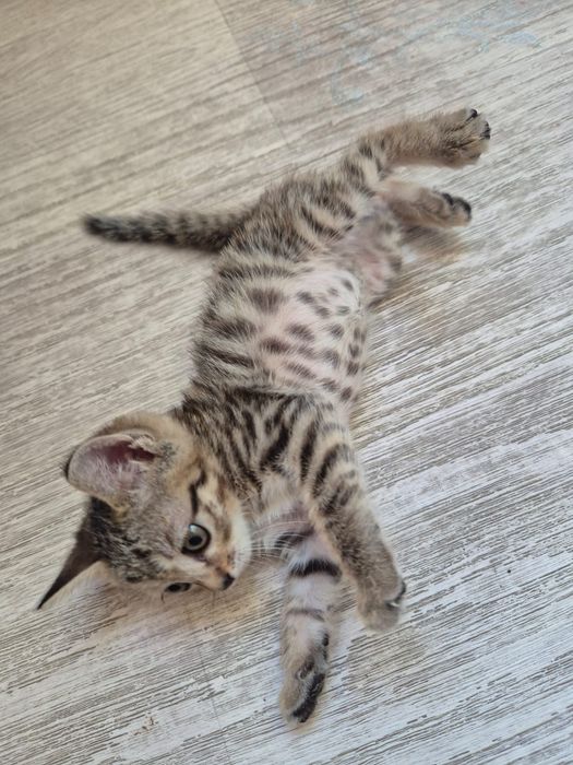 Котёнок маленький девочка