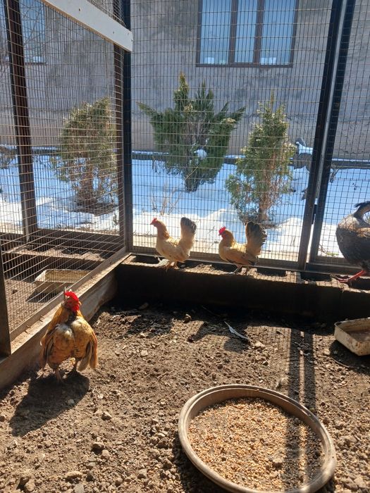 Продам  карликовых кур порода серама