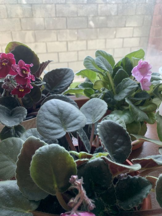 Продам цветущие фиалки