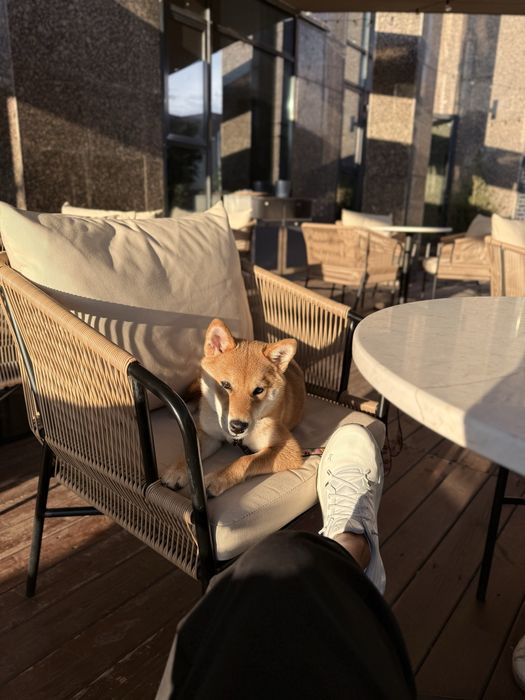 Продам Щенка Сиба Ину