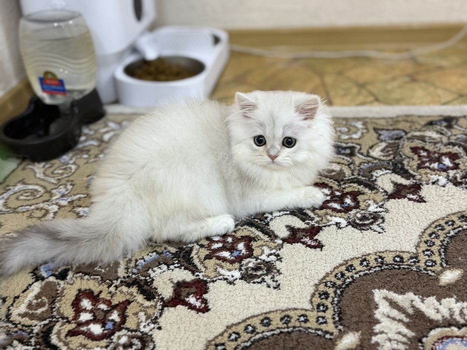 Shinshilla og'il bola 3oyli oxirgi narxi oylab korib tel qilila i