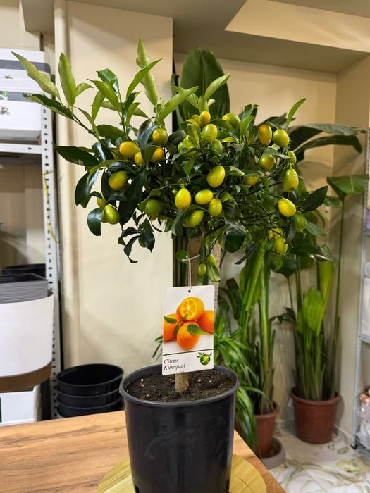 Лимон. Каламондин. Кумкват.