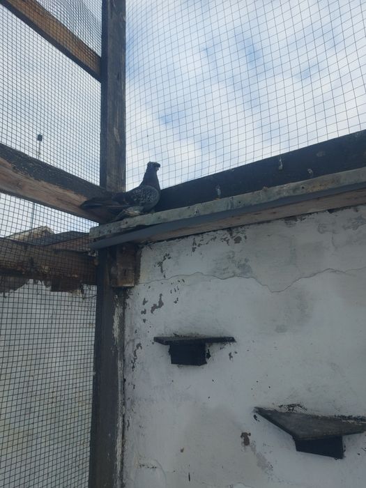 Голуби голубки продажа