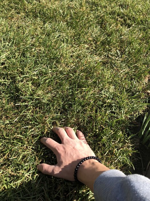 Gazon Rulou Premium Calitate Extra