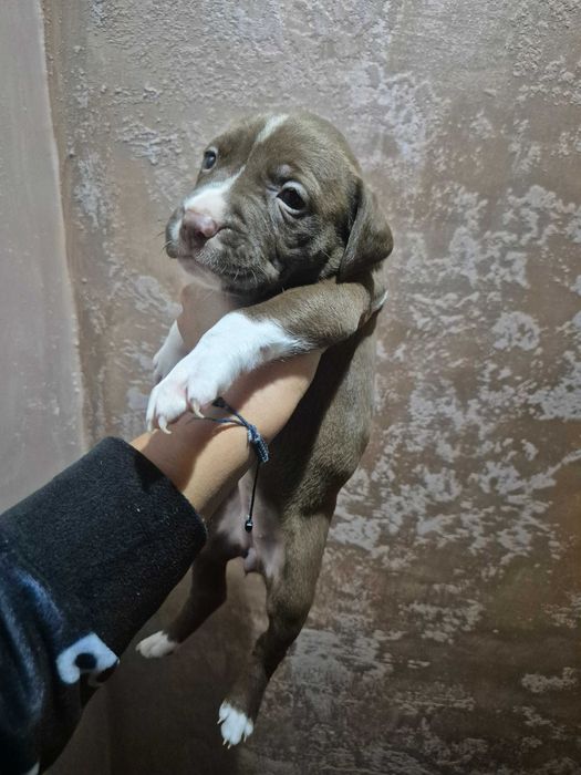 Продавам Питбулчета