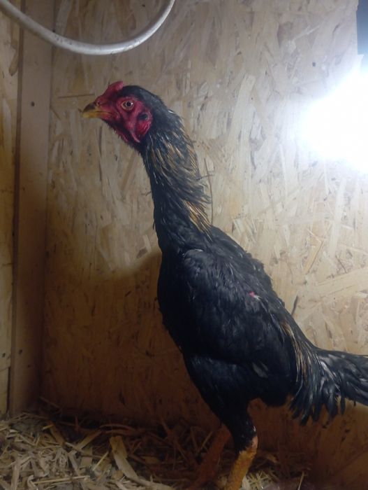 Дакан майский хороших кровей