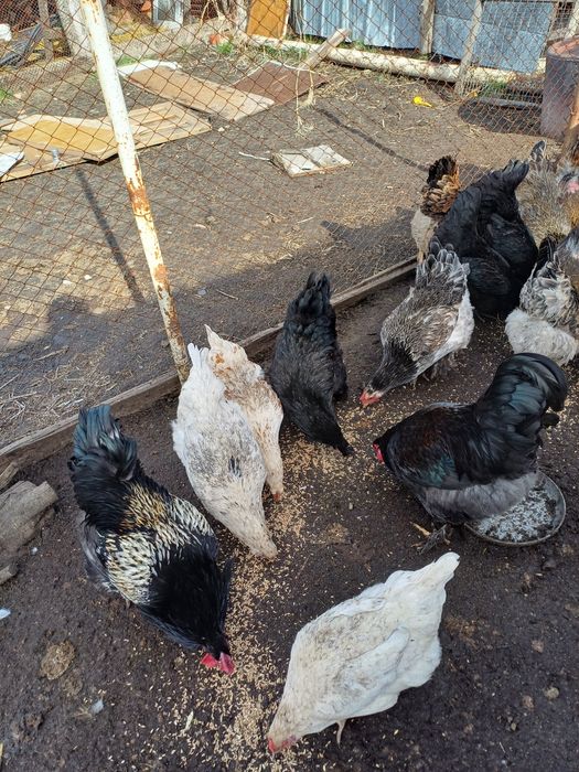 Продам кур домашних