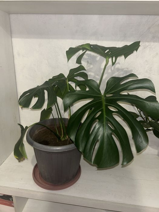 Продам монстеру большую