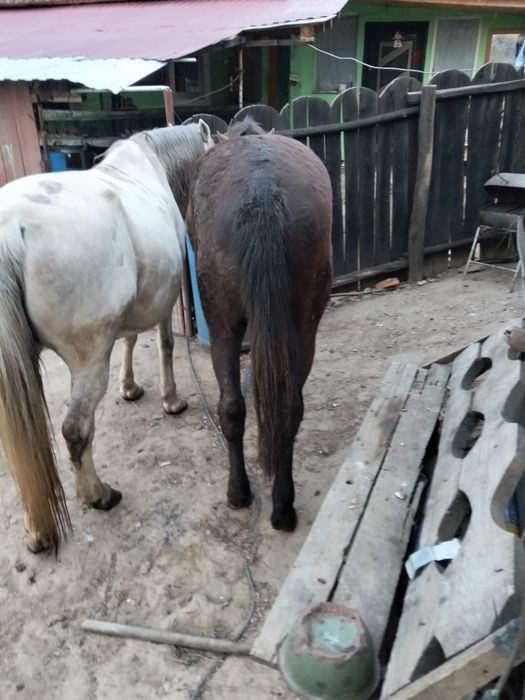 Iepe de vanzare Mehedinți