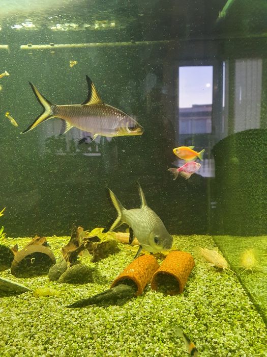 Две големи сребърни акули