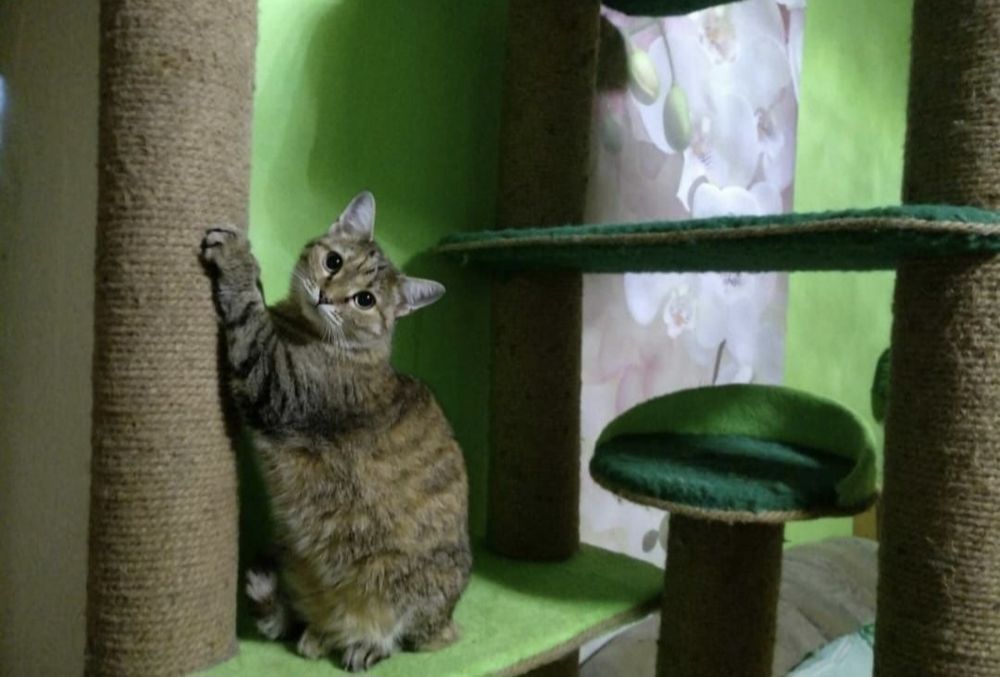 Кошечка Маргошечка с доставкой!