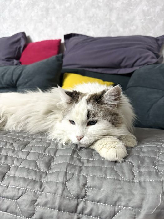 отдам в хорошие руки кошку