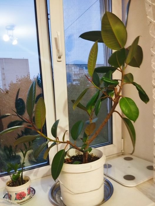 Комнатные цветы разные