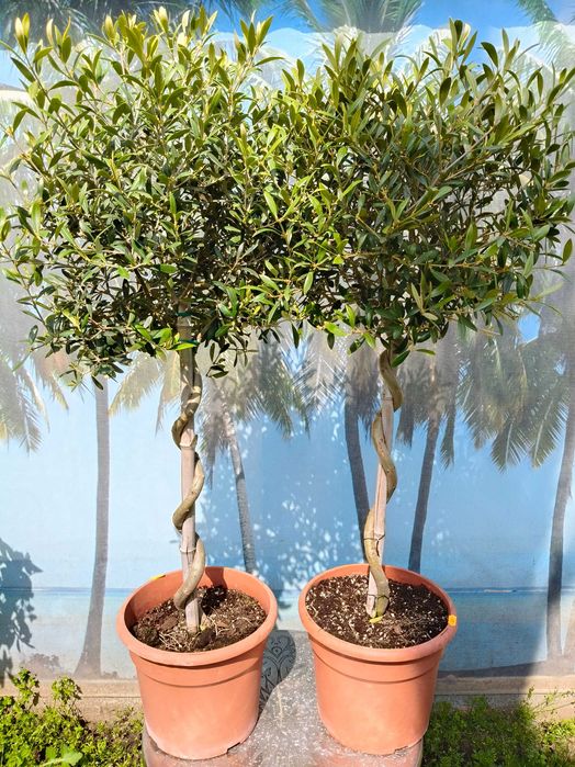 Maslini pe rod livrare rapida in toata tara