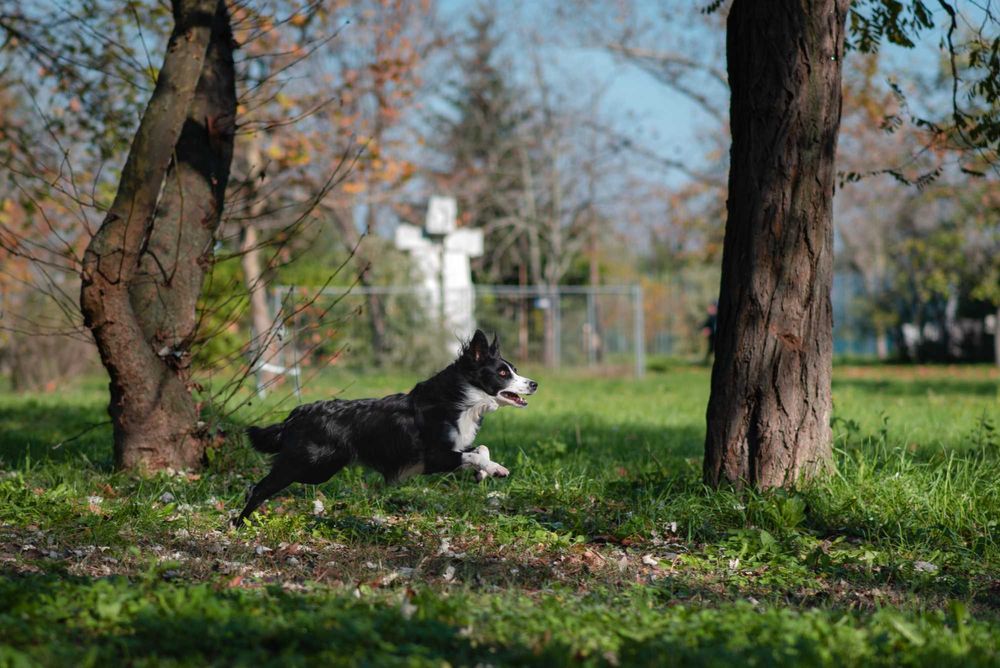 Кучешка Фотосесия