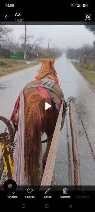 Vînd cîrlană 1 an și jumate