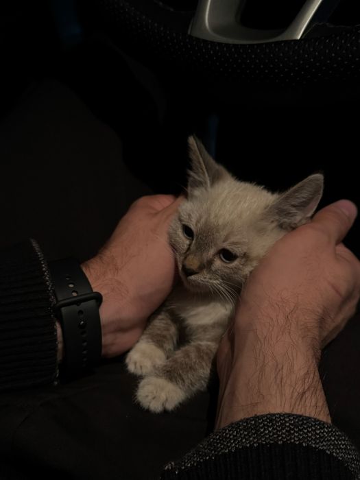 Котенок(девочка)