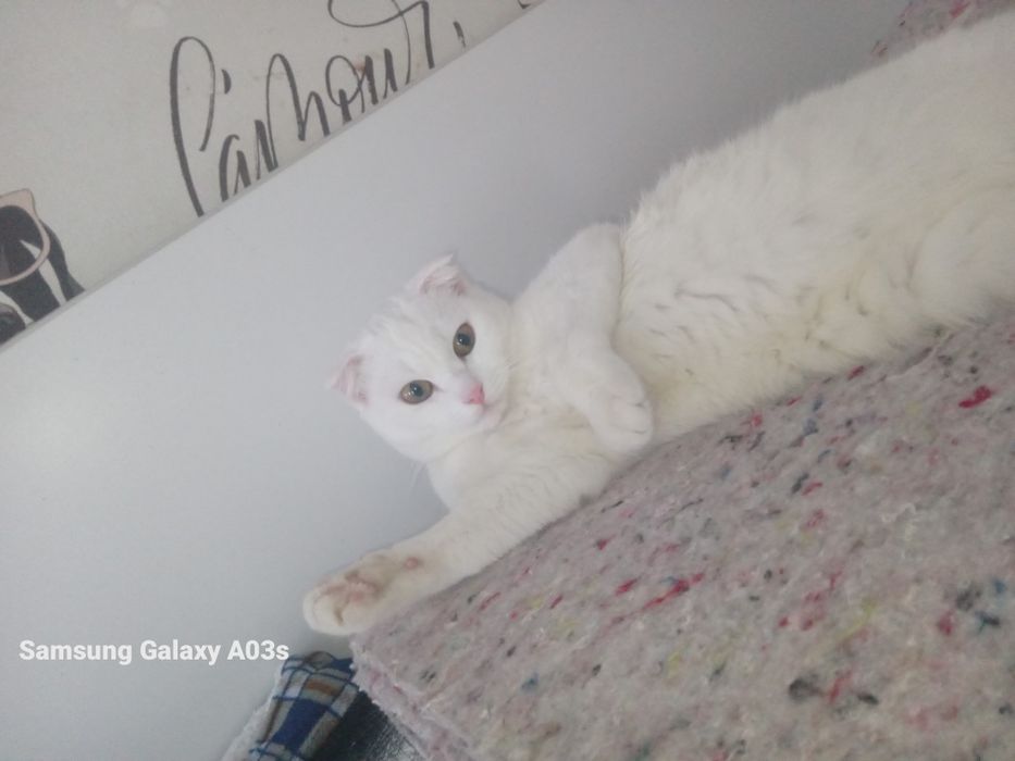 Ищем жениха для нашей девочки