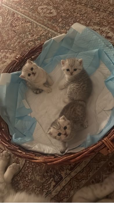 котята родились 5 апреля