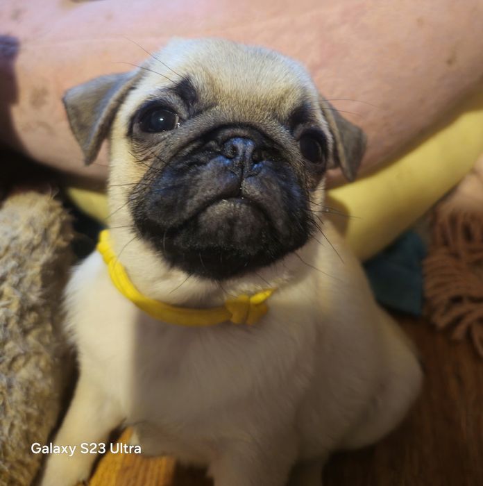 Мопсо детки мопсики