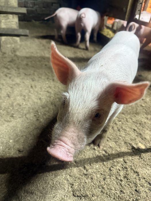 Продам поросят район Опытное поле