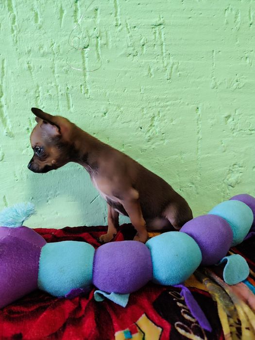 Девочка мини той терьер