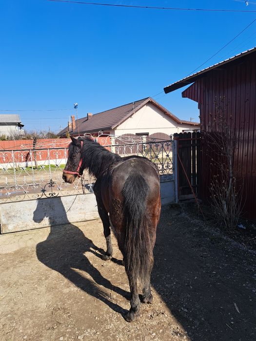 Vând cal iapă  11 ani  și căruță cu ham iapă ascultătoare și cuminte.