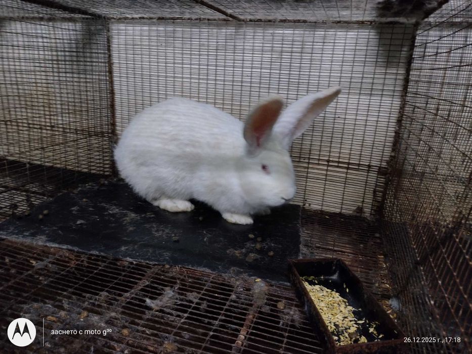 Зайци за разплод калифорнийски, бял великан и др.