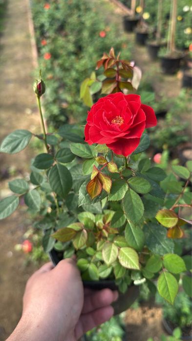 Цикламен, роза оптом багада