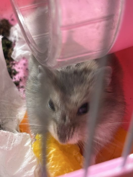 Джунгарский хомяк