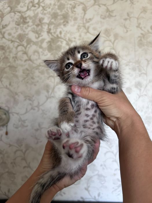 Отдам котят в добрые руки