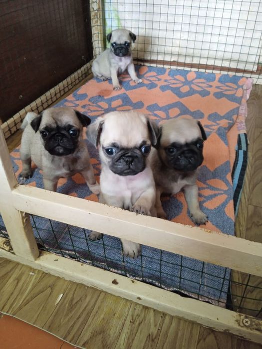 Продаю щенков мопсят