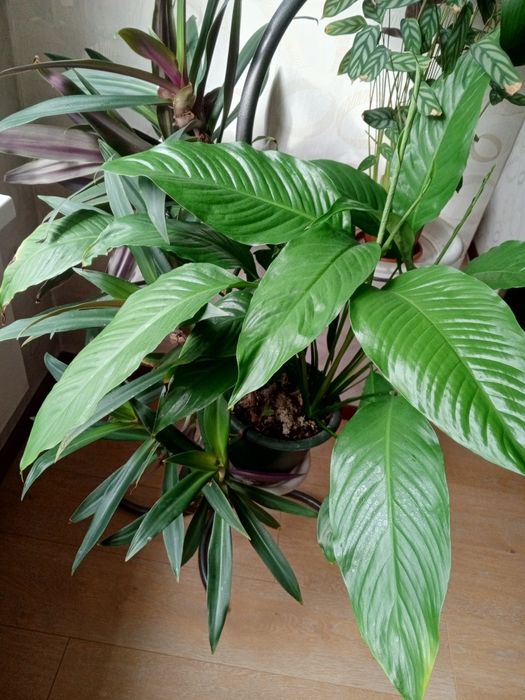 Продам Комнатные цветы