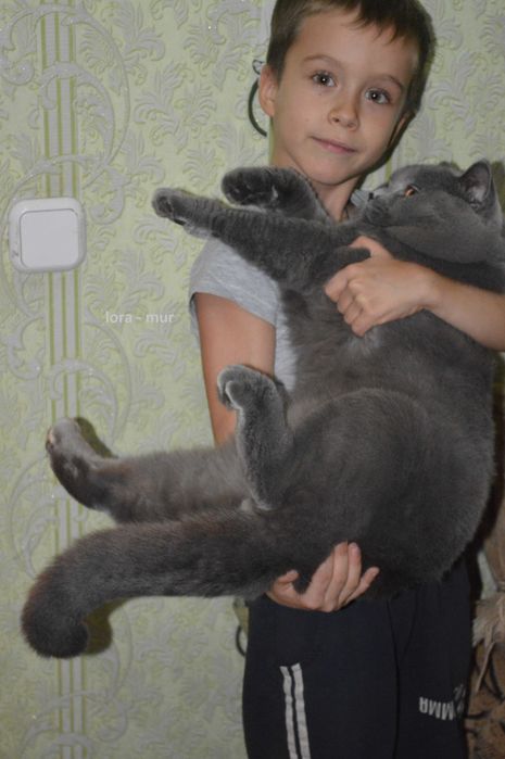 Британские котята.